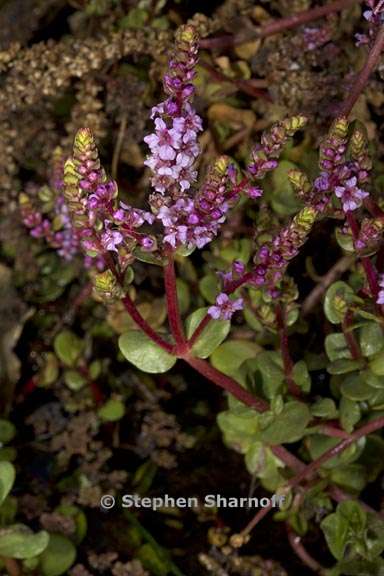 rotala rotundifolia 2 graphic